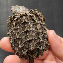 大鳄龟蛋受精蛋可孵化鳄龟乌龟原种纯佛鳄大鳄龟可孵化受精蛋套装