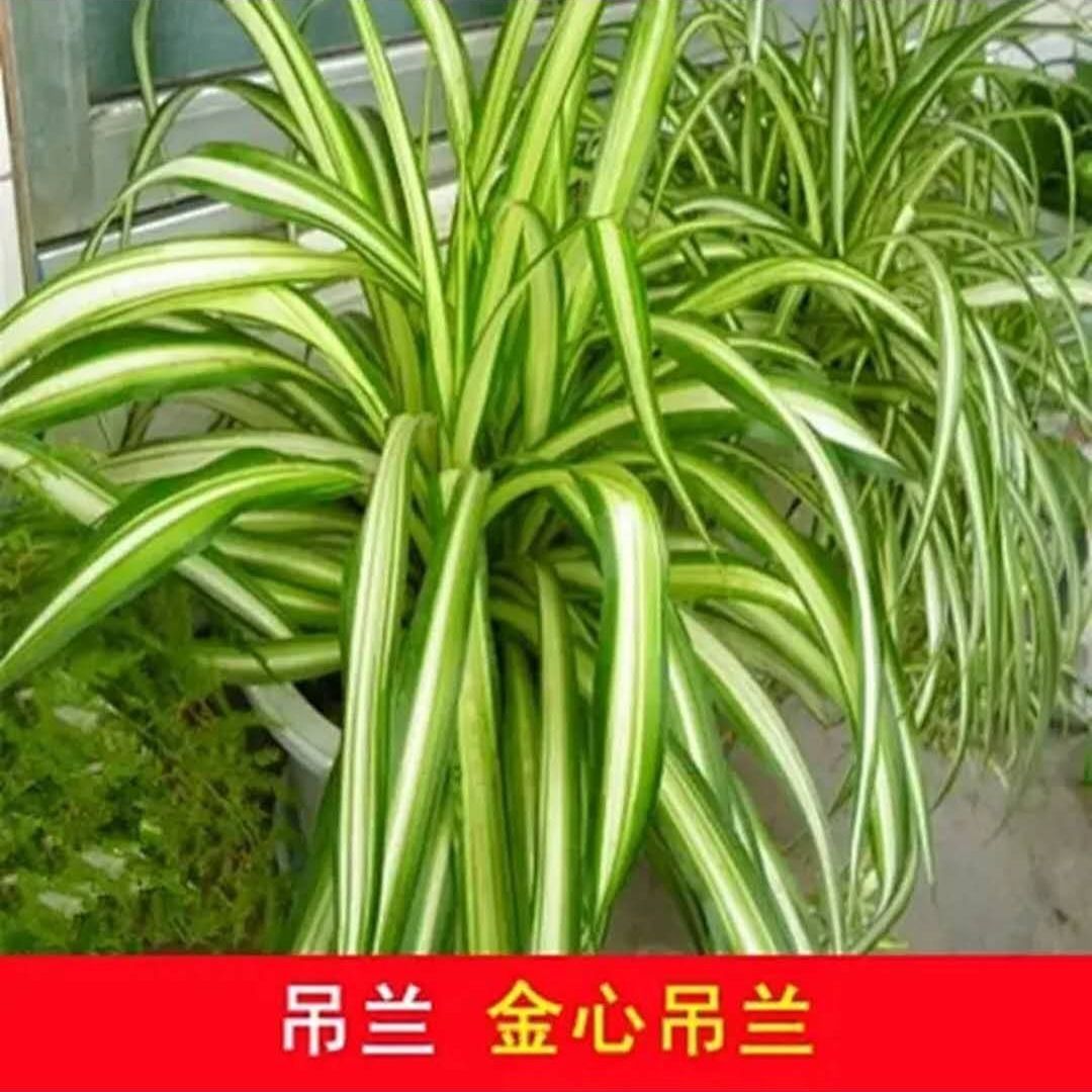 【基地直供】花卉植物盆栽 居家花卉 绿化植物盆栽140#巴西美人铁