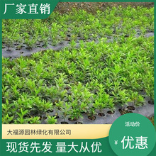 【基地批发】毛娟 锦绣杜鹃 价格优惠 规格齐全 量多价优