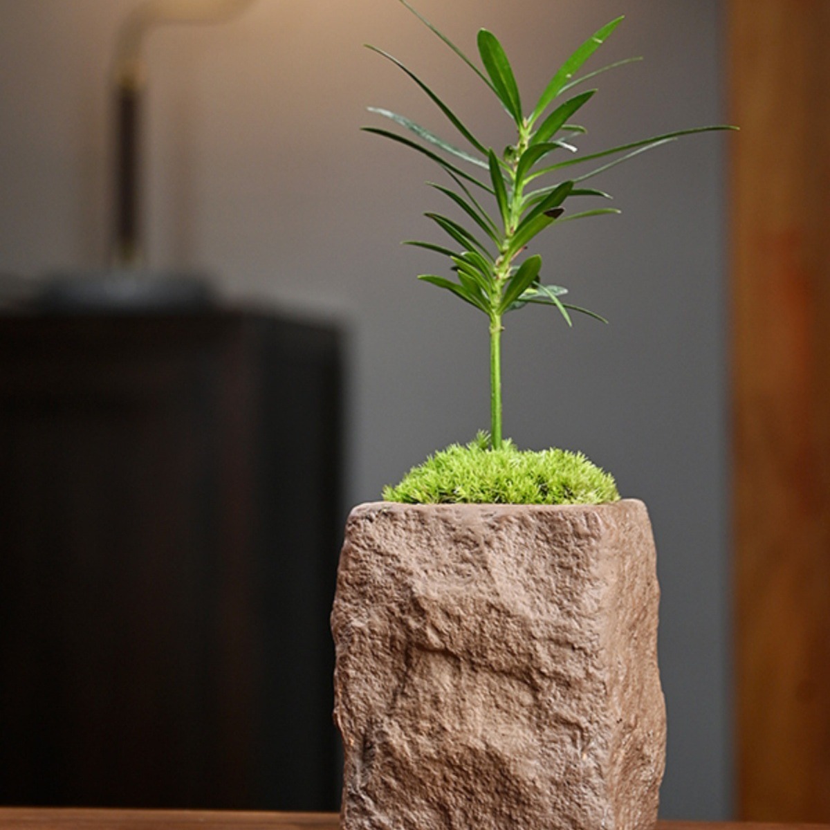 文竹海岛罗汉松指尖微型盆栽桌面观叶植物拇指盆景迷你绿植小树苗