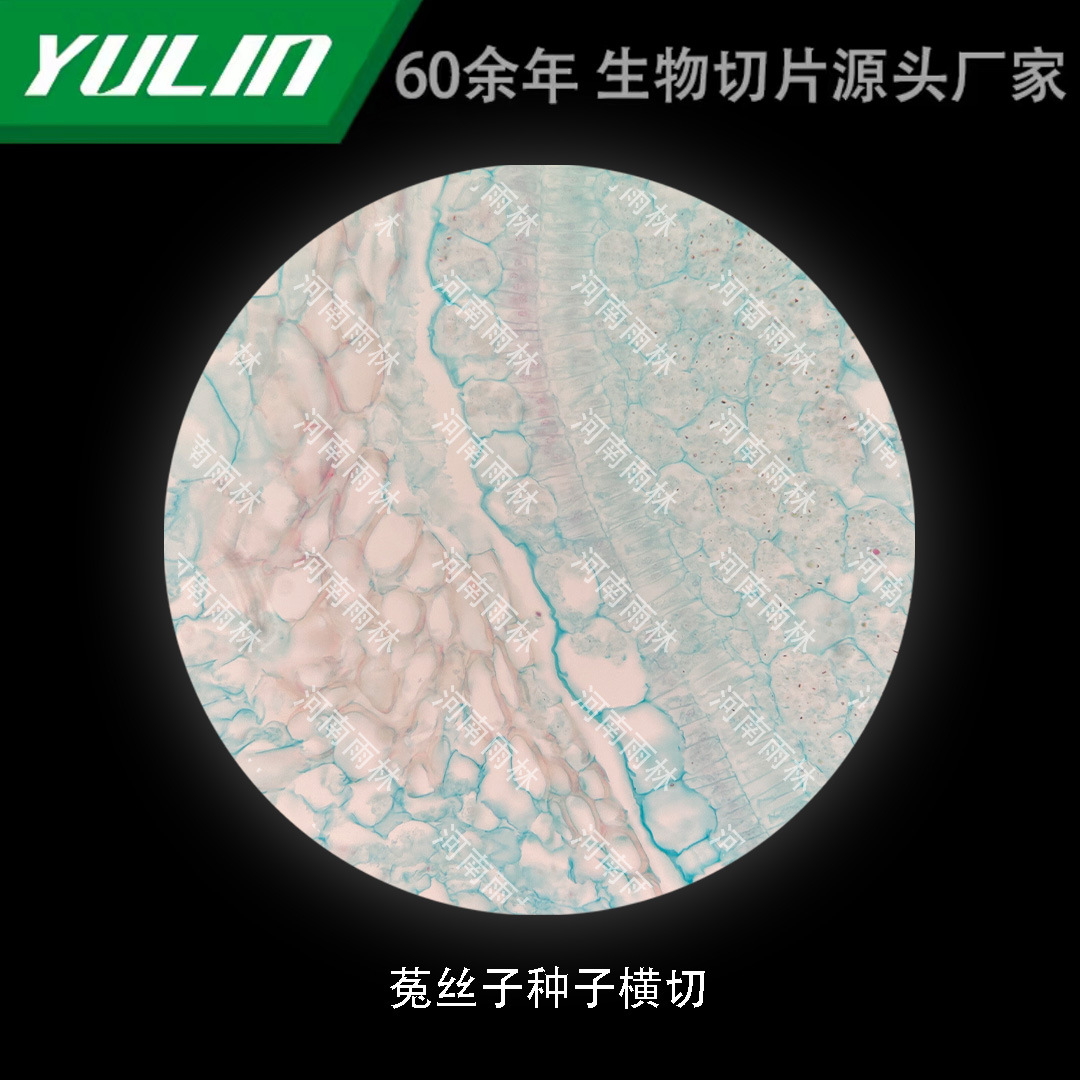 菟丝子种子横切高校医学院校用组织病理石蜡玻片标本显微镜-阿里巴巴