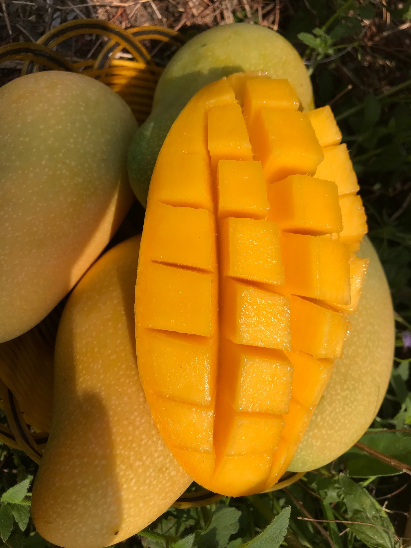 金煌芒活动 肉质细腻 5斤/8斤广西海南两仓发货 北京上海加3元