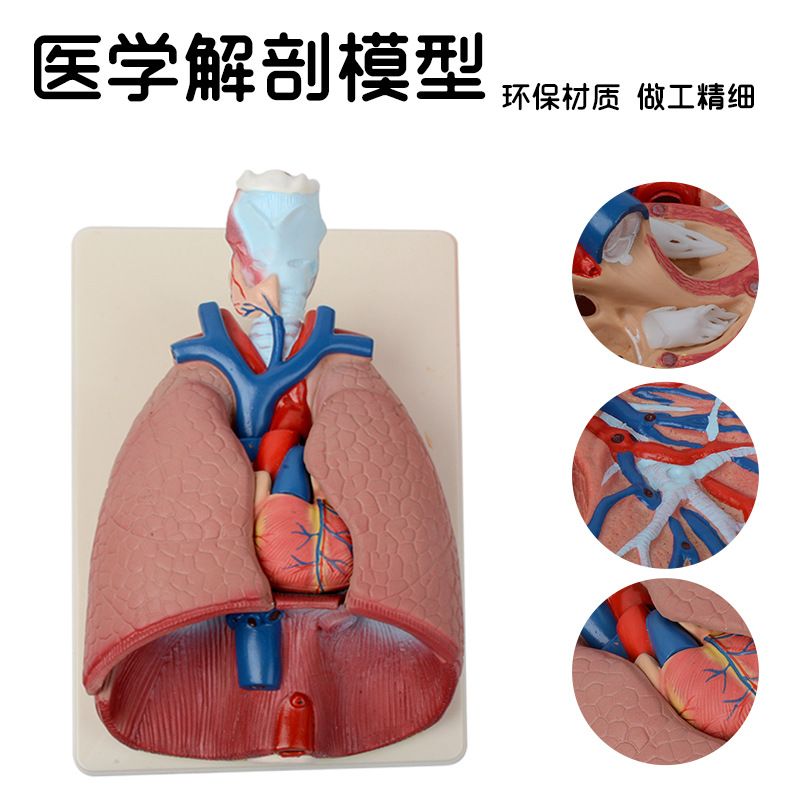 Medical Teaching Human Throat Cardiopulmonary Model Ent Detachable Heart Respiratory System Organ Anatomy Teaching Aids