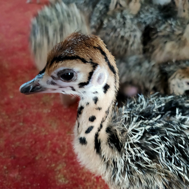 非洲鸵鸟苗成年商品鸵鸟一对鸵鸟幼崽鸵鸟蛋非洲鸵鸟幼苗幼鸟