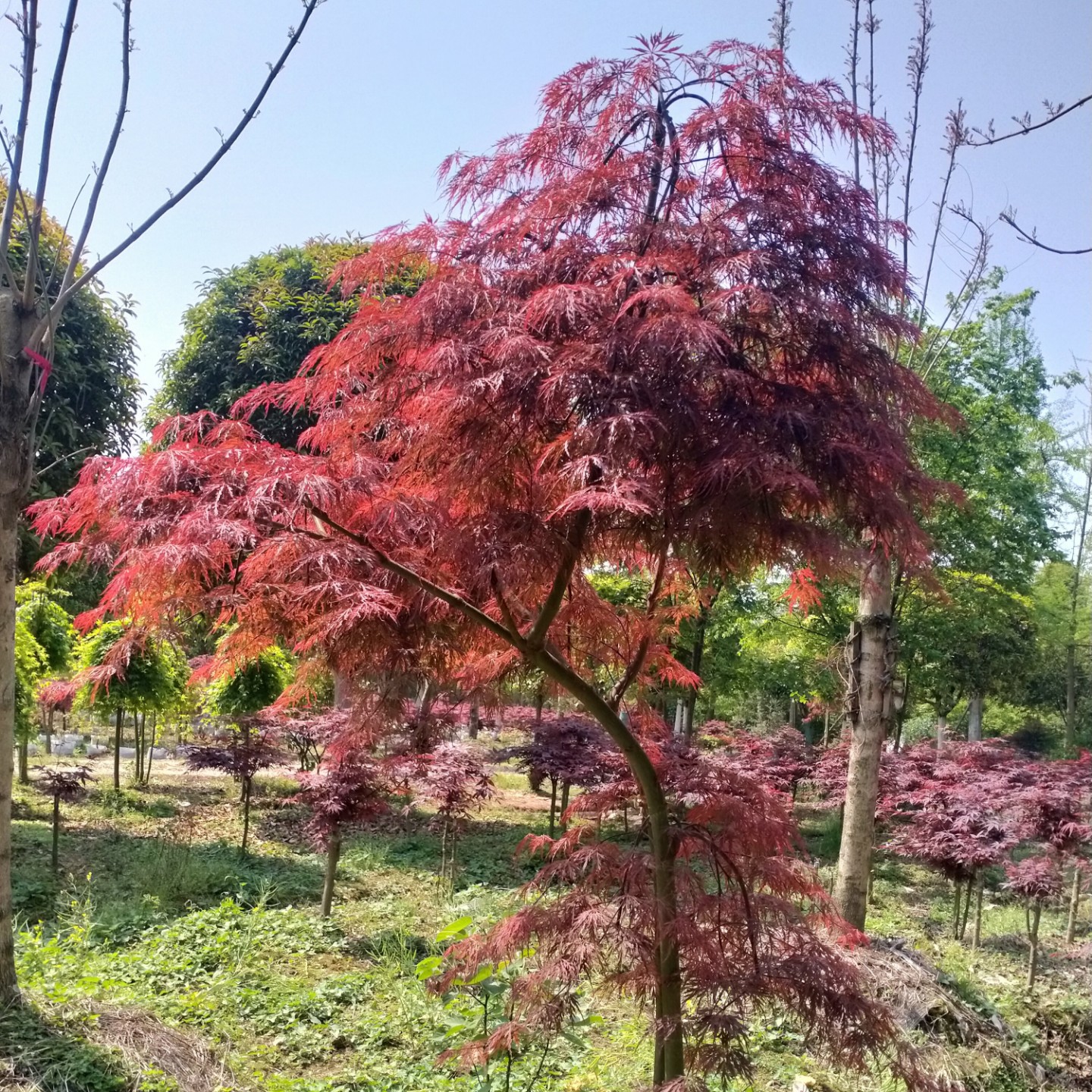基地批发 别墅庭院造型羽毛枫大树 羽毛枫风景树丛生羽毛枫-阿里巴巴