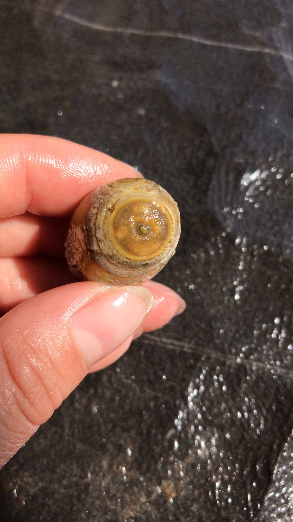 批发阿拉善戈壁原石玛瑙眼睛石单颗