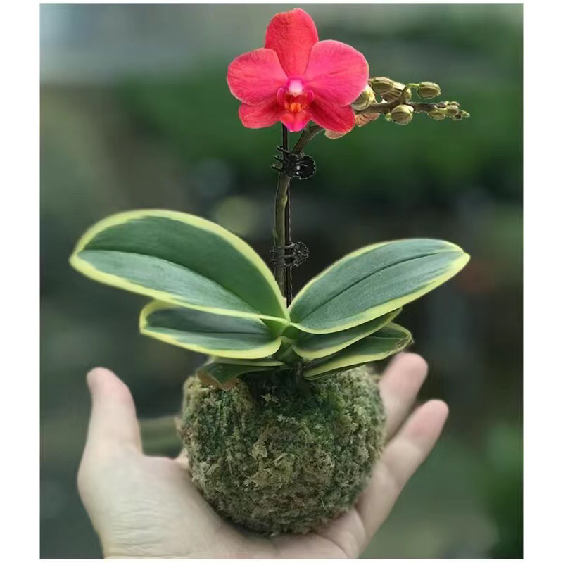 蝴蝶兰迷你金边兰花矮种金叶咖啡带花苞盆栽花卉植物花苗兰