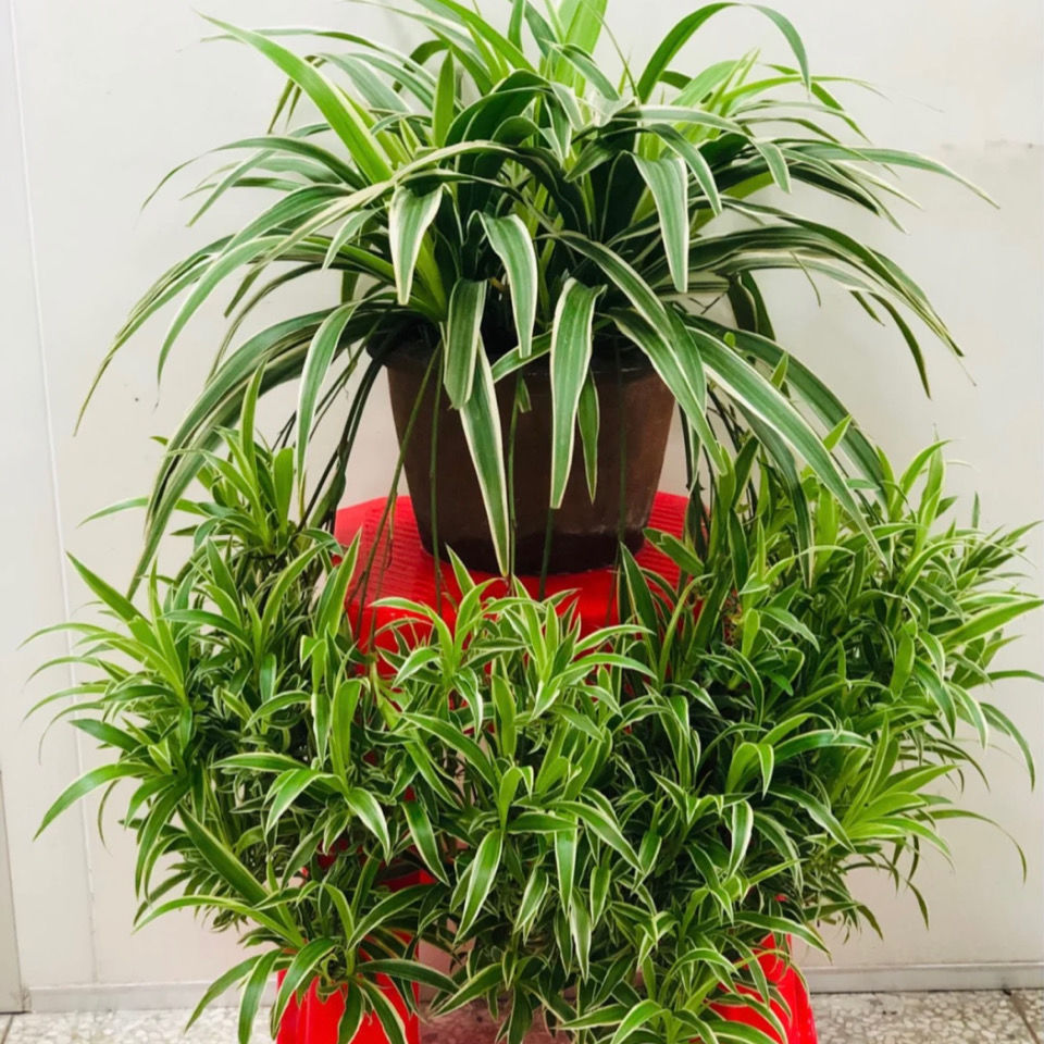 大金金边空气盆栽吊兰