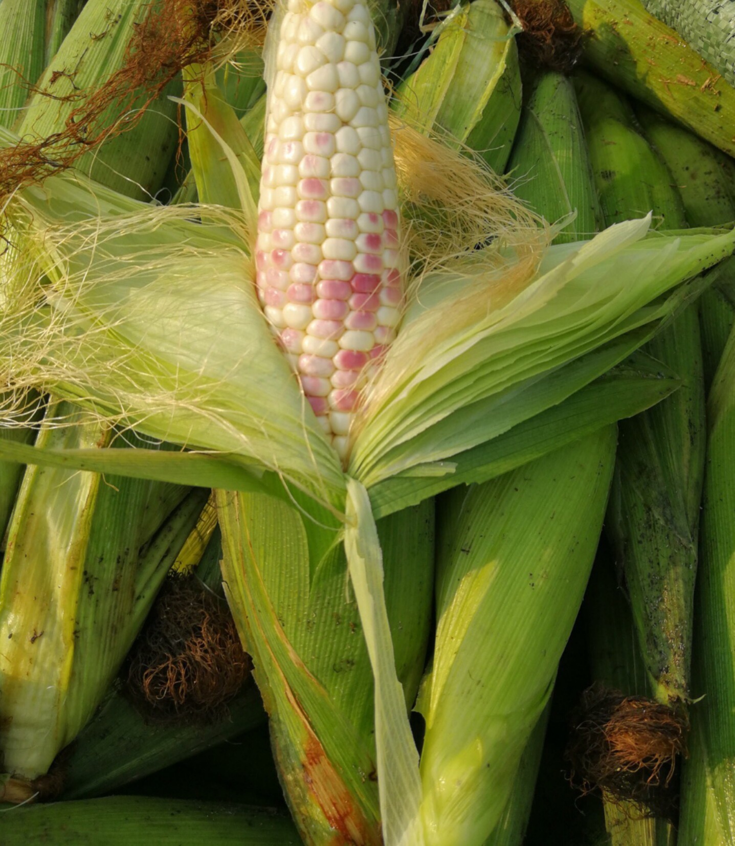 云南香糯小玉米甜糯玉米早餐粗粮代餐零食真空非水果玉米散装批发