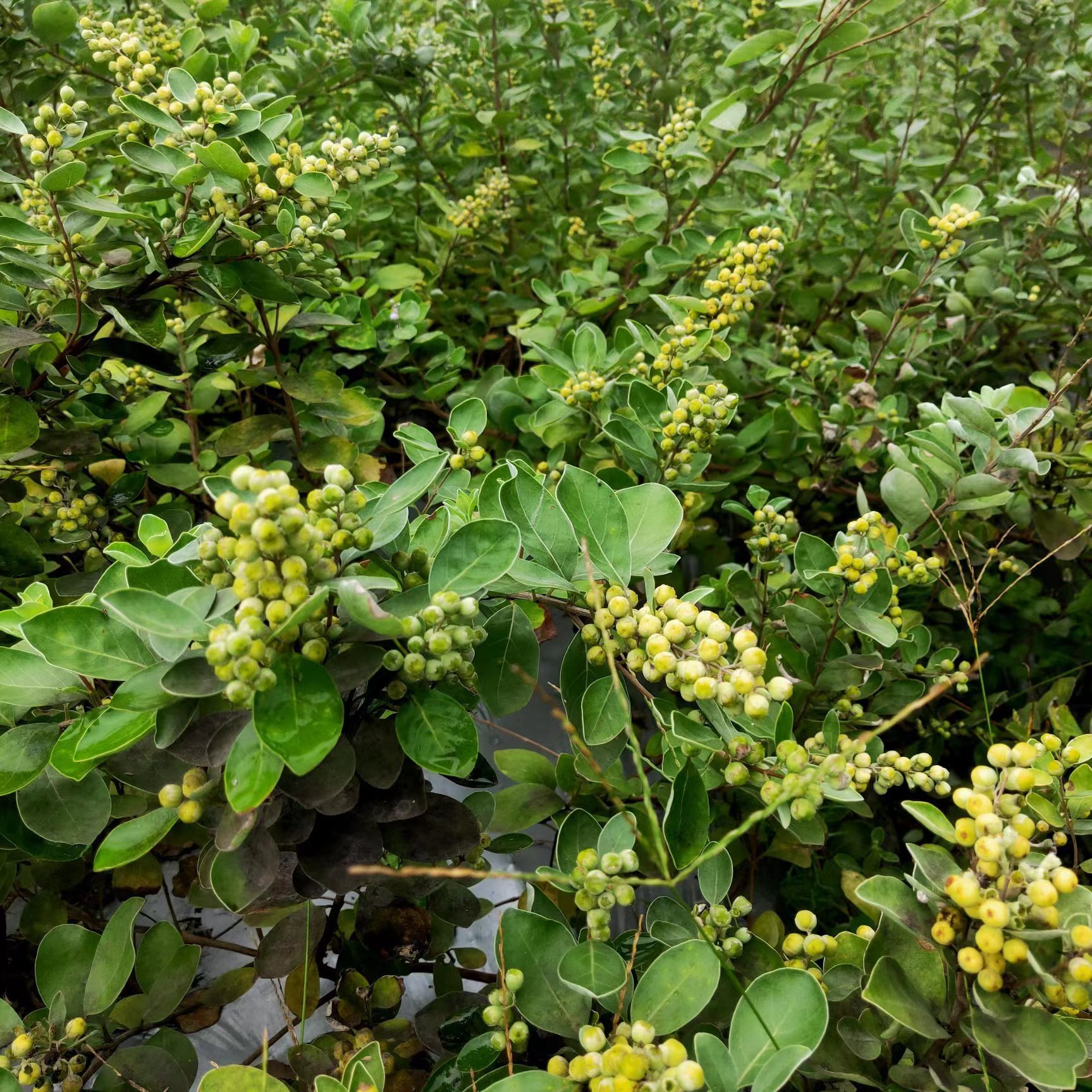 单叶蔓荆子苗蔓荆子苗存活率高中药材种苗药材种苗出售中草药种植