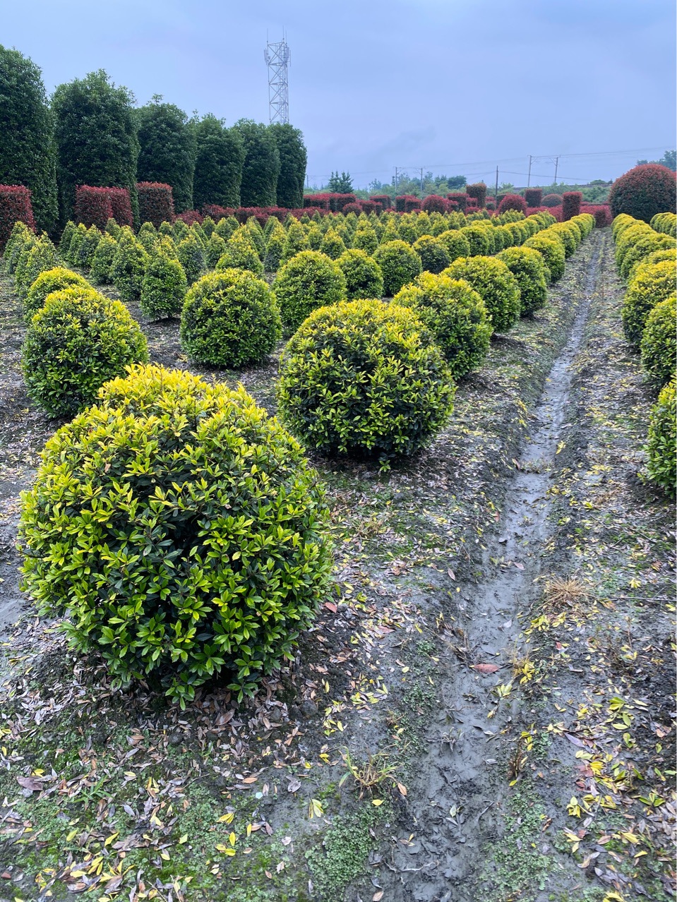 成都黄金枸骨球 枸骨球80-120cm