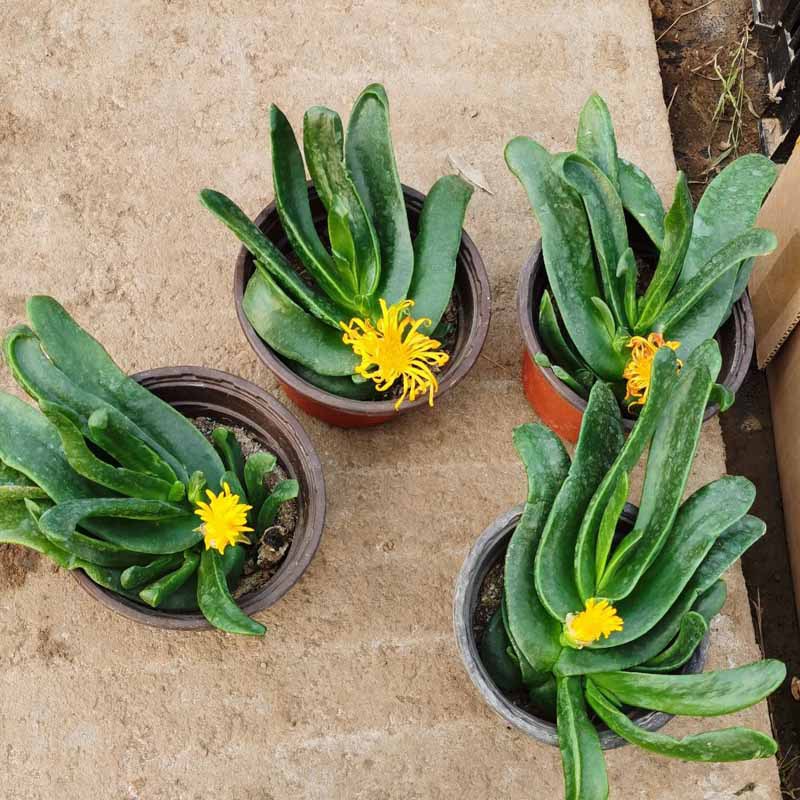 佛手托金多肉植物花卉盆栽仙人佛手千佛手掌植物四季常青阳台花苗