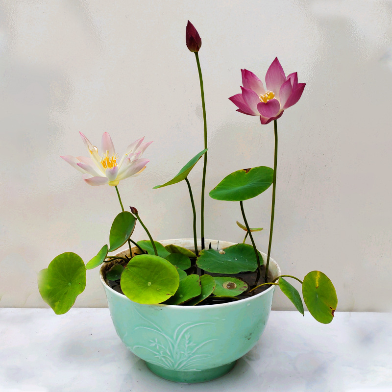 碗莲水培植物四季开花易种活花卉植物室内花阳台盆栽水生好养睡莲