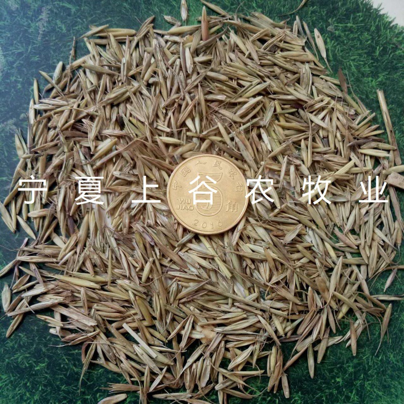 垂穗披碱种子大麦野麦籽多年生牧植被恢复种包邮-阿里巴巴
