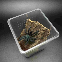 羽毛脚巴布2-14cm 比多哥漂亮的捕鸟蛛 树栖宠物活体蜘蛛 送套餐