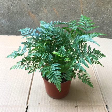 狼尾蕨绿植盆栽办公室内桌面窗台四季常青耐阴蕨类观赏绿色植物