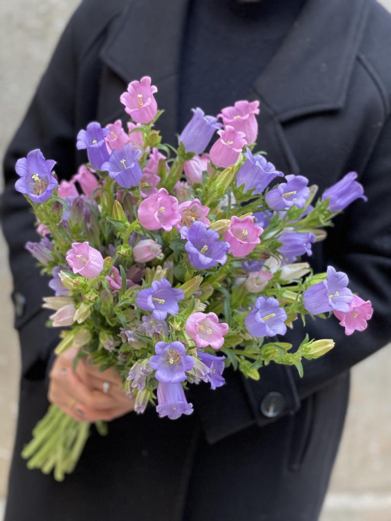 新鲜鲜花风铃花多头混色风铃家用花插花耐养型昆明产地直包邮