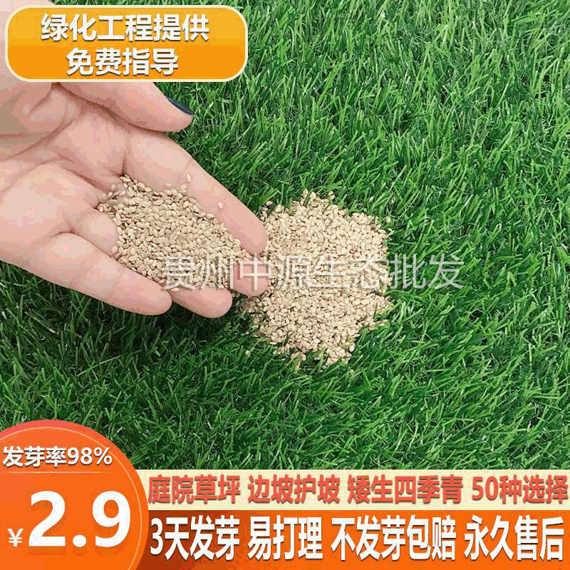 夏季百慕大黑麦草草坪种子美国四季青草种子草籽绿化护坡固土批发