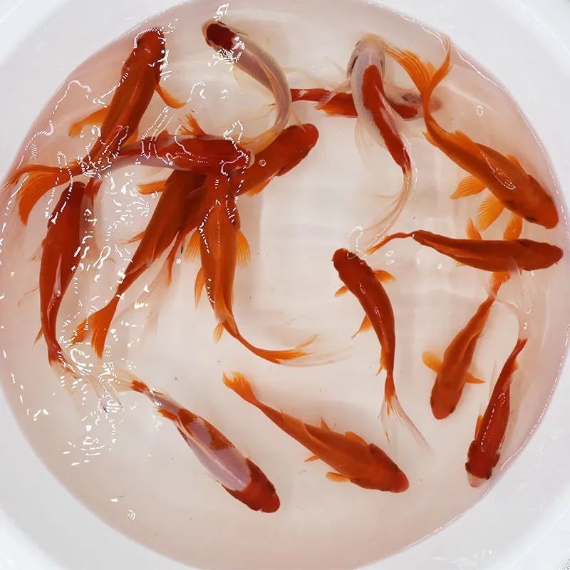 红草金鱼活鱼观赏鱼龟食龙鱼锦鲤鱼冷水鱼草金鱼苗活鱼小金鱼好养