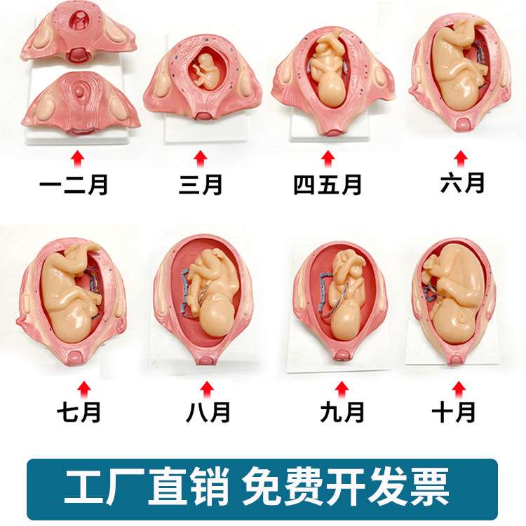 孕妇学校妊娠胚胎发育 胎儿形成发育过程模型 计划生育展示道具