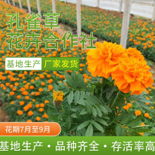 现货供应小万寿菊 山东草花基地批发 黄色臭菊花基地 孔雀草