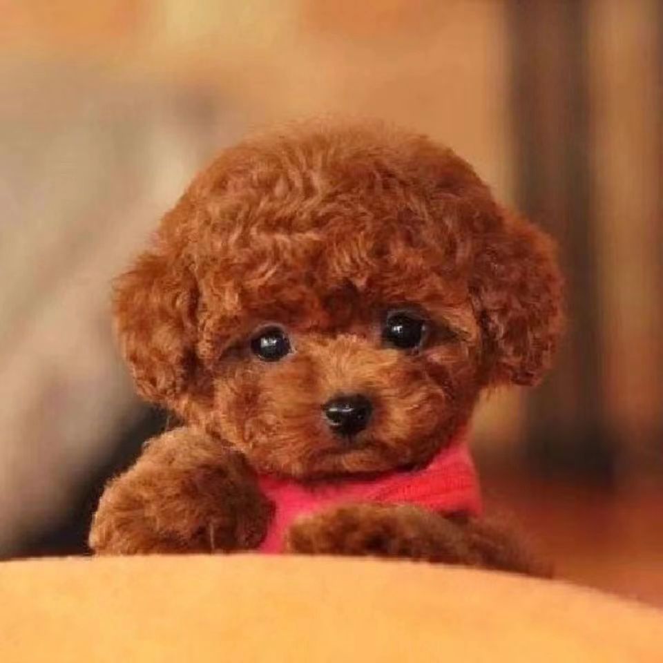 纯种泰迪幼犬活体茶杯犬泰迪犬幼崽家养宠物小体型狗狗可爱泰迪