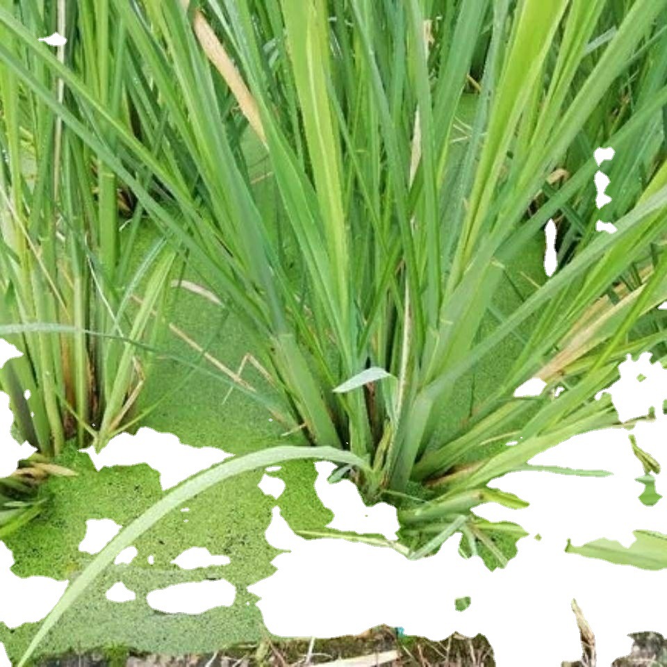 特早熟茭白苗双季茭白苗茭瓜苗高笋种苗高瓜苗当天现挖10棵苗包邮