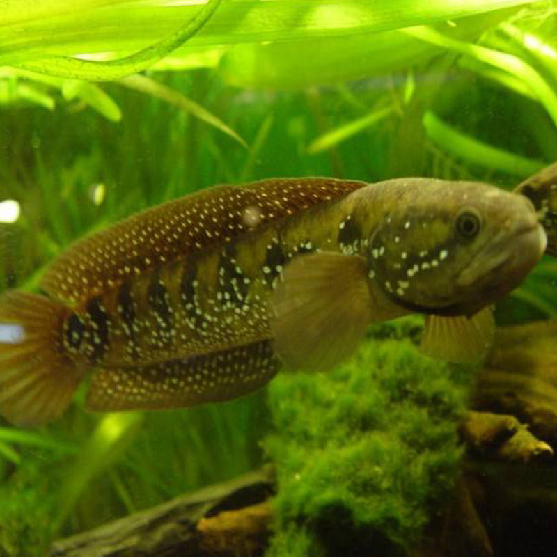 七星精品冷水淡水食用山斑原生珍珠雷龙1水族世界观赏鱼宠物及园