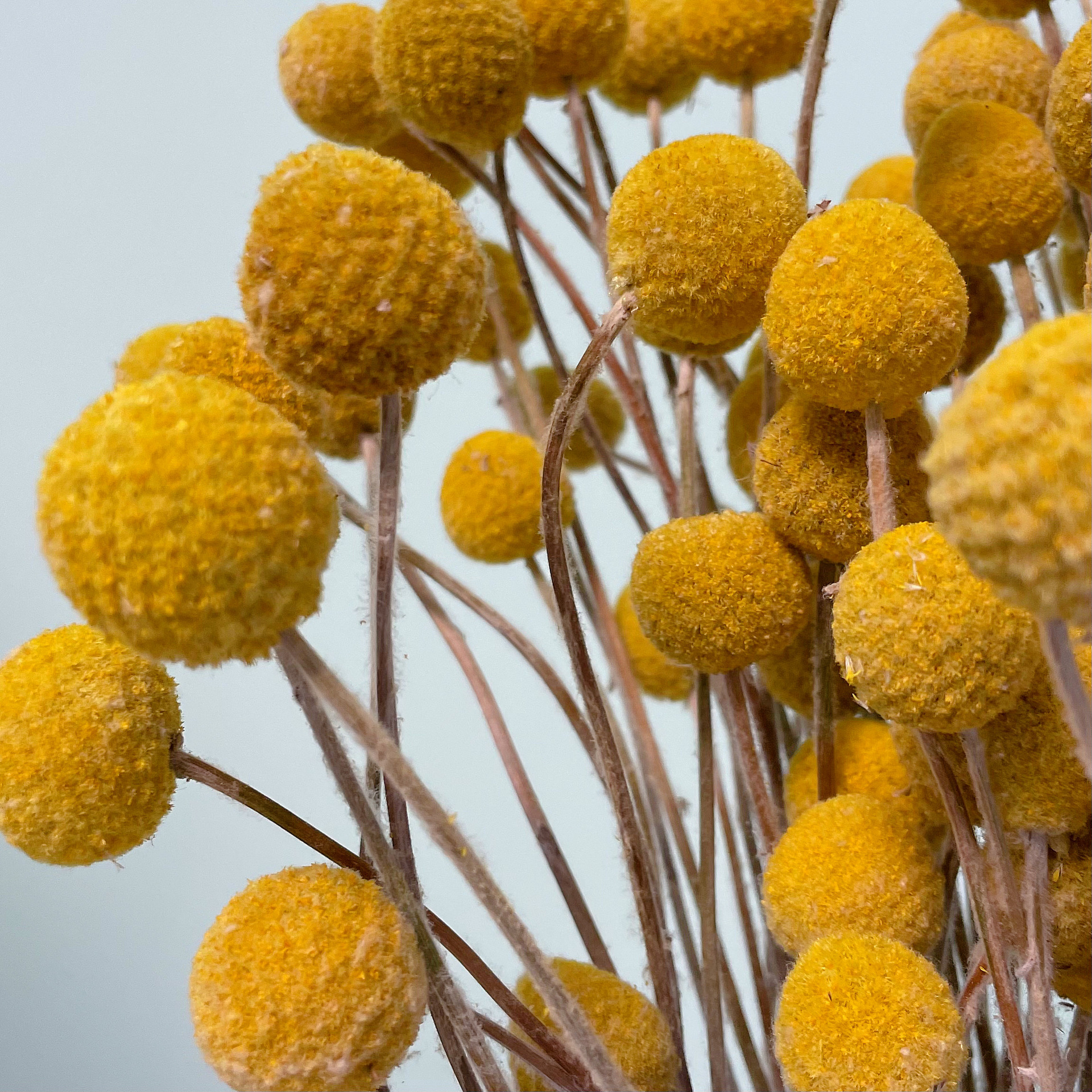 黄金球干花花束 云南厂家批发干花永生花黄金球家居装饰花束配材