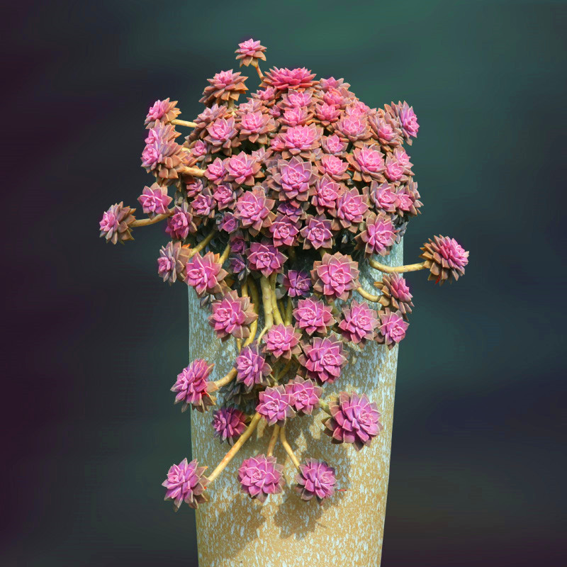 多肉植物 阿伦培大颗好养绿植组合盆栽稀有品种肉肉花卉 多肉老桩