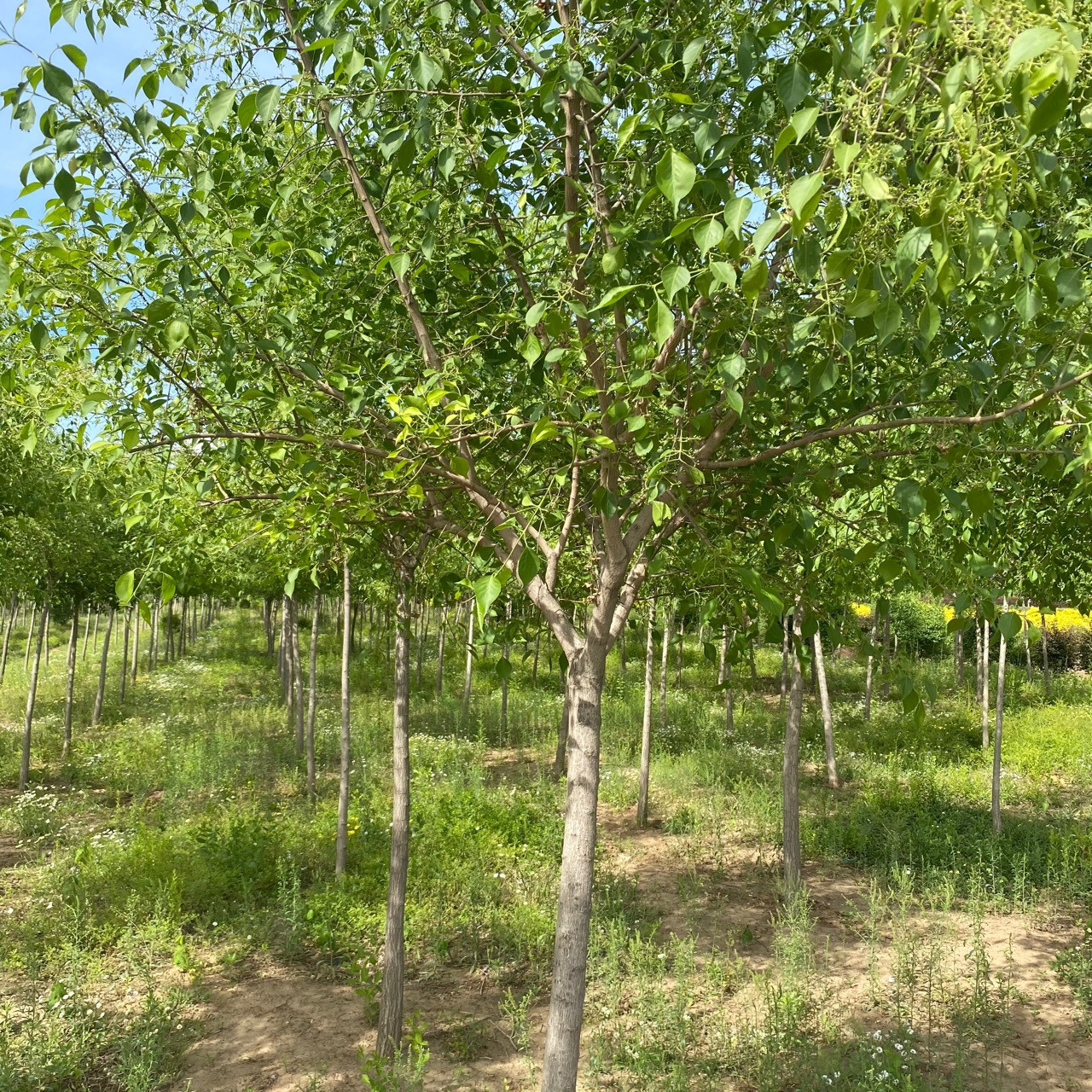 东北桃叶卫矛基地 丝棉木 金叶丝棉木丛生卫矛批发价格