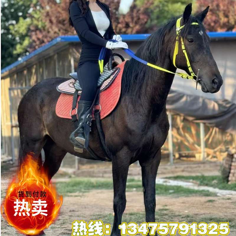 乘骑马景区待客大马影视拉车马教程马景区观赏矮马个人乘骑大马