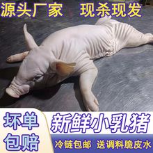 新鲜冷冻现杀猪整只食用脆皮烧烤小耳乳猪酒店食材整只小香猪