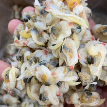 花甲批发新货蛤蜊肉花蛤肉海鲜干货海产品贝类海鲜类