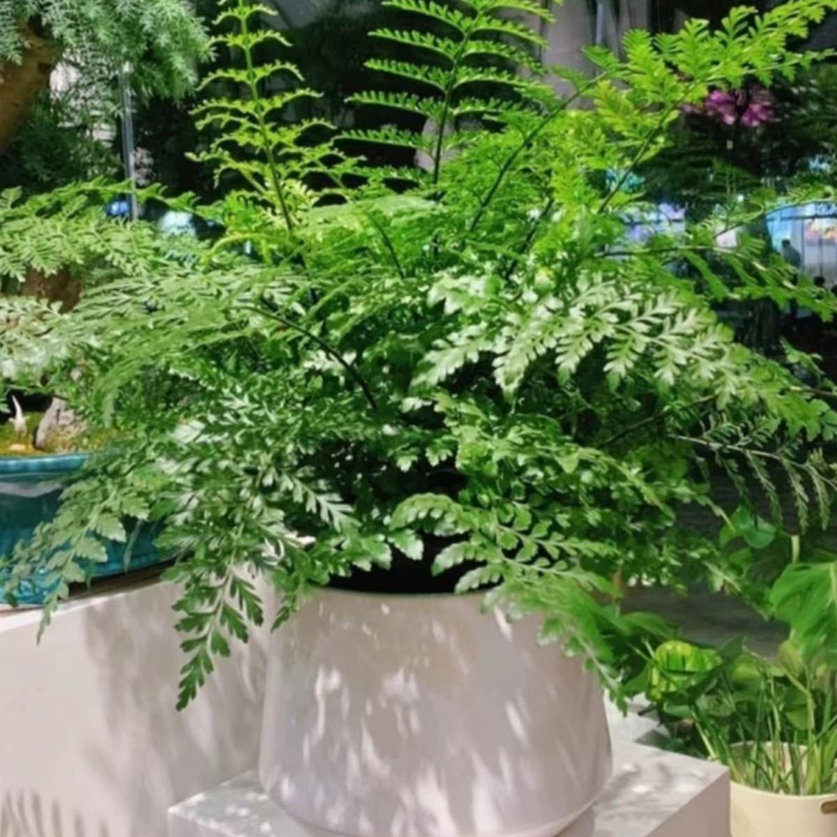 吉姆蕨盆栽网红蕨类植物办公室绿植室内欧洲蕨平安蕨宝石蕨铁线蕨