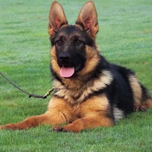 纯种东德牧羊犬幼犬活体德牧幼崽看家护院警犬大型犬黑色放羊狗狗