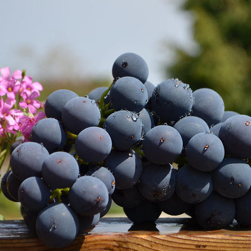 现摘云南建水夏黑葡萄无籽核整串黑蜜非巨峰葡萄黑加仑新鲜水果