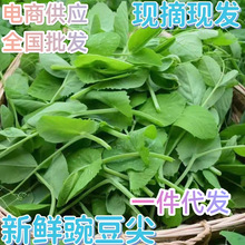 四川豌豆尖新鲜现摘蔬菜豌豆苗火锅菜贵州豌豆颠基地直发批发代发