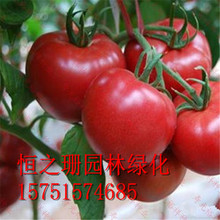 基地批发阳台果蔬 蔬菜种子 高产西红柿种子 番茄种 量大从优