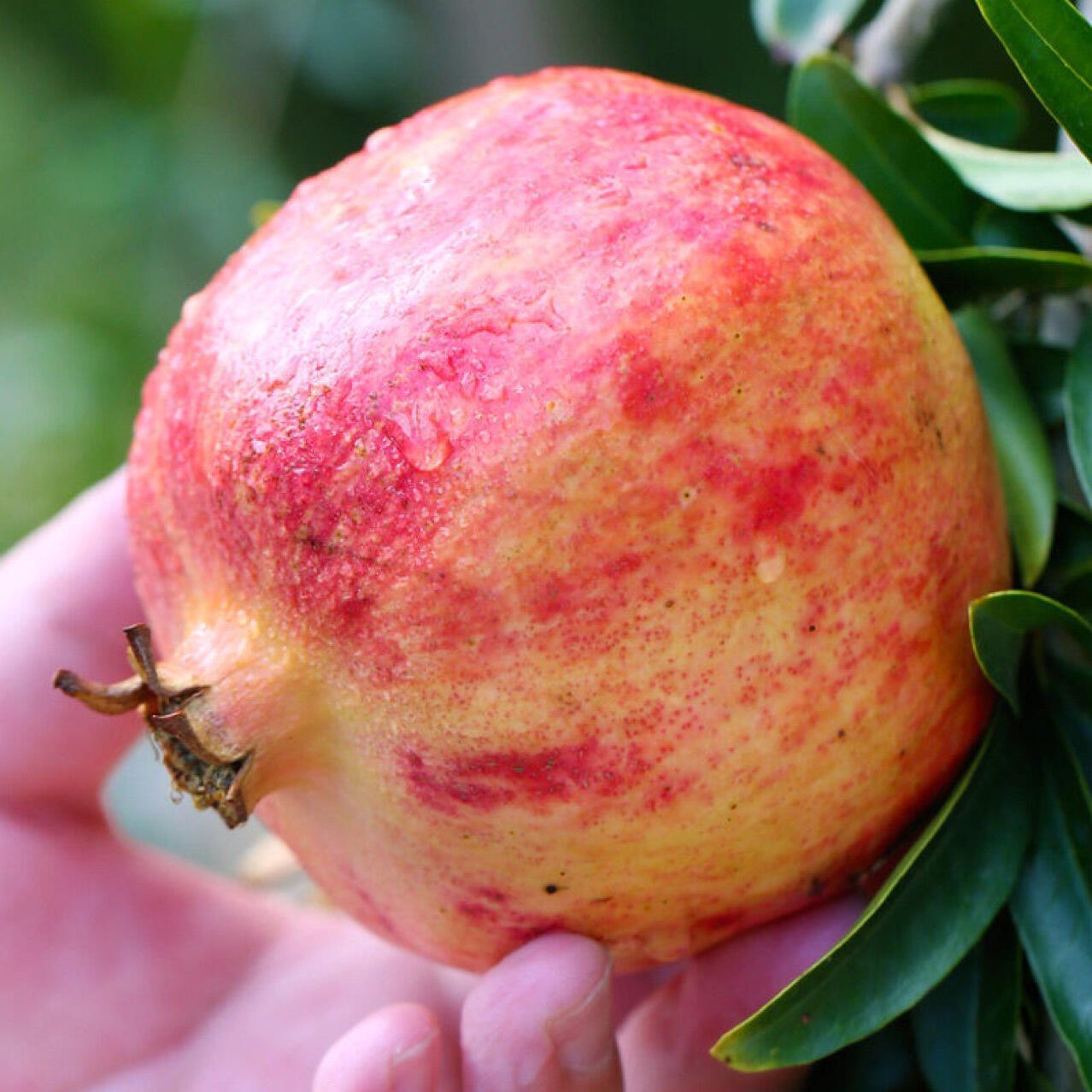 四川会理石榴软籽石榴水果批发突尼斯当季新鲜石榴红籽现摘现发