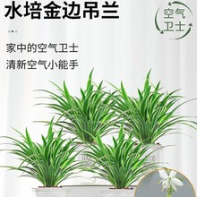 金边吊兰盆栽室内植物花卉新房家用净化空气吸除甲醛水培垂吊绿植