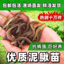 台湾泥鳅苗泥鳅鲜活小泥鳅苗宠物鱼龙鱼乌龟筏钓小鱼活体饲料