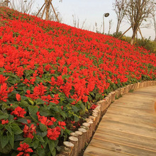矮一串红花籽串串红种籽耐寒一串红种子景观花卉种子一串兰种子