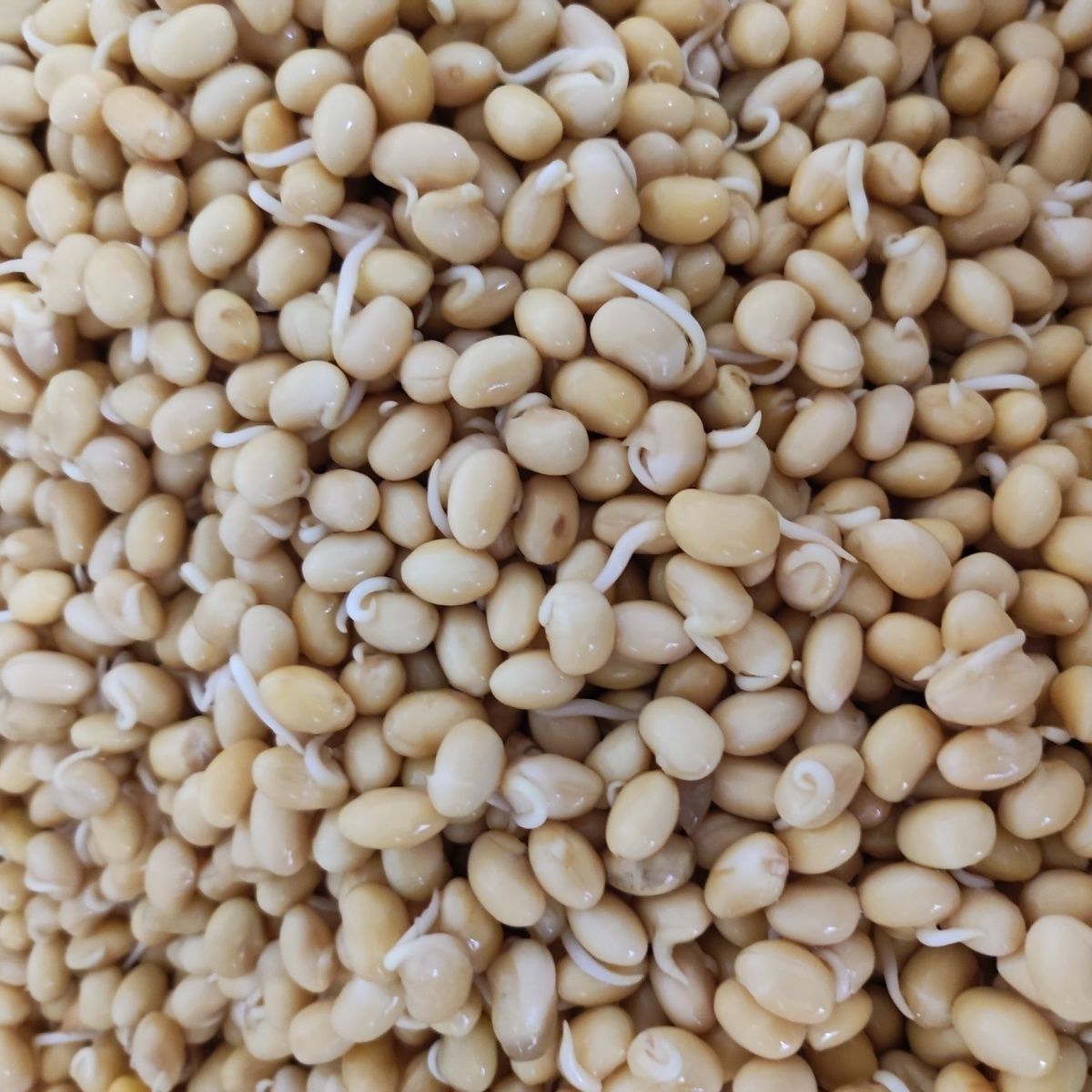 东北新黄豆大豆非转基因新鲜大豆生豆芽豆浆材料农家自种批发包邮