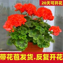 【20天开花】天竺葵盆栽洋绣球花苗四季开花不断庭院阳台花卉绿植