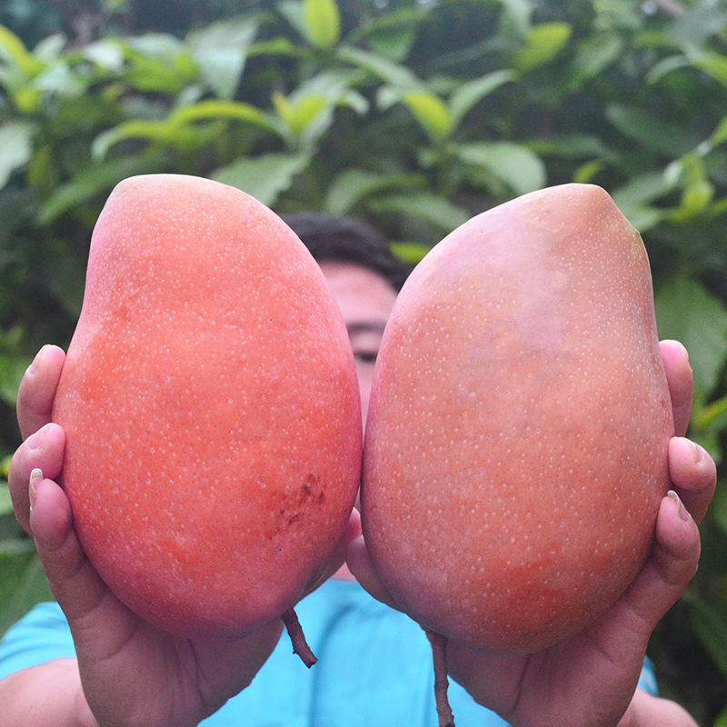 芒果批发顺丰海南玉文芒三亚红玉芒当季新鲜水果红芒爱文大斤