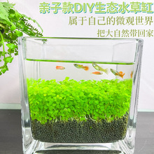水草种子生态鱼瓶微景观创意鱼缸玻璃瓶水培植种籽水草缸造景套静
