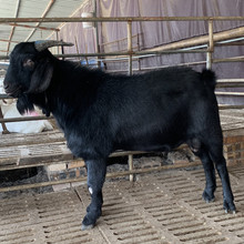 黑山羊的皮是黑色的吗 广西黑山羊养殖基地 广西养殖黑山羊基地