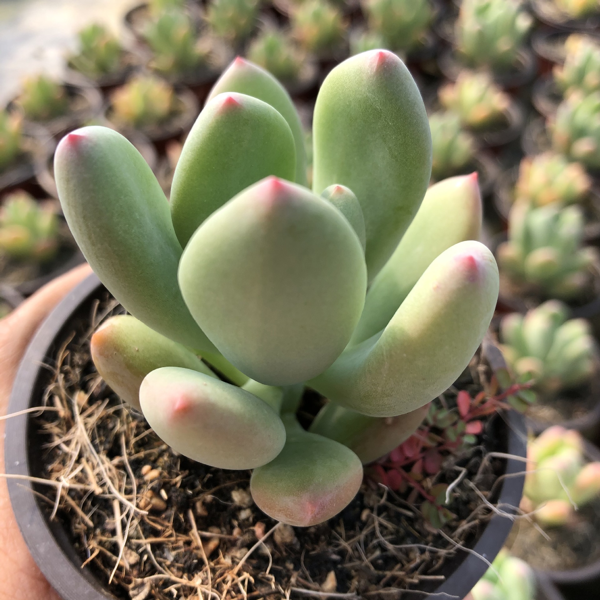 青星美人多肉植物红美人一点红办公室阳台状态萌肉肉花卉绿植盆栽