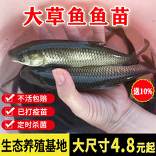 淡水鱼鱼苗草鱼草鱼苗大家草鱼食用饲料皖活鱼养殖小鱼活体鱼苗鱼